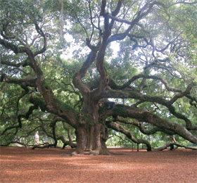 a photo of Johns Island's Angel Oak